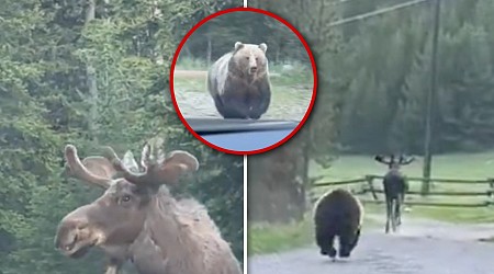 Grizzly Bear Chases Down Moose in Montana Wilderness, Crazy Video