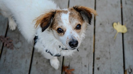 Our Pandemic Puppy Brought Pure Joy. Losing Him, Pure Heartbreak. - The New York Times