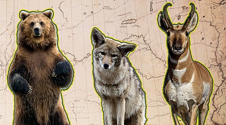 14 Animals Lewis and Clark “Discovered”