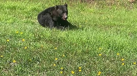 Black bear struck by vehicle on US 501 in Myrtle Beach area. Video shows injured bear.