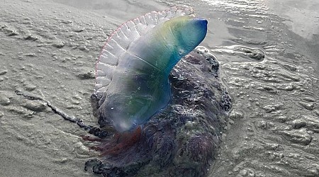 Toxin-carrying creature popping up on GA, NC beaches. Have they washed up on Hilton Head?