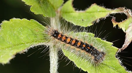 Very Hungry—And Very Invasive—Caterpillars Are a Munching through U.S. Forests