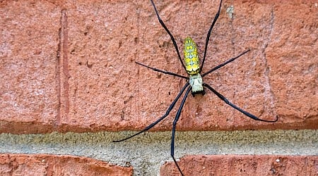 Millions of Joro Spiders Are Moving Up the East Coast. Here's What to Expect