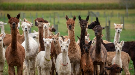 Alpacas in Idaho test positive for H5N1 bird flu in another world first