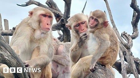Monkeys got along better after hurricane - study