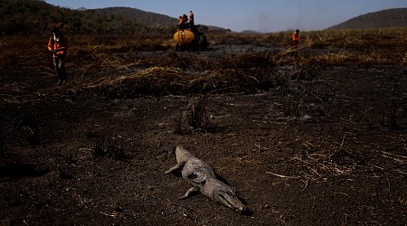 Au Brésil, des incendies hors normes brûlent la plus grande zone humide du monde