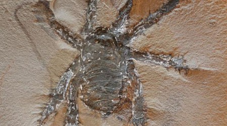 Meet This 300 Million Year Old ‘Spiky Spider’—Found In One Of America’s Best Fossil Hunting Sites