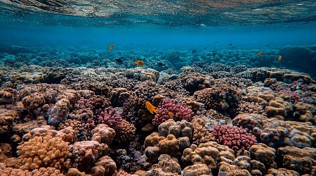 Los corales de todo el mundo se están blanqueando. Y con ello estamos comprometiendo la biodiversidad de los mares
