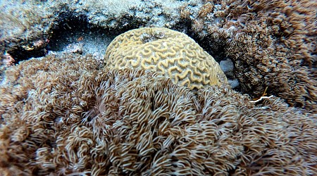 How Are These Invasive Soft Corals Choking Venezuela’s Reefs?