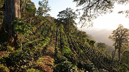 Nicaragua Coffee Report: Production May Rebound Despite Ongoing Labor Shortage