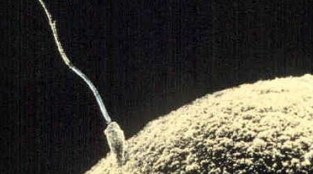 No evidence sperm counts are dropping, researchers find