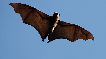 Micron mega-fab mildly endangered by definitely endangered American bats