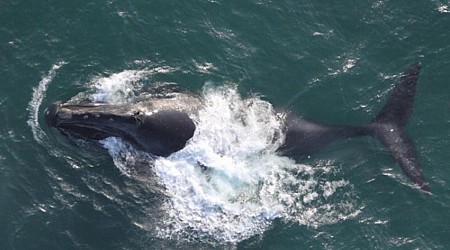 Scientists astonished after sighting one of world's rarest whale species: 'We both knew immediately what it was'