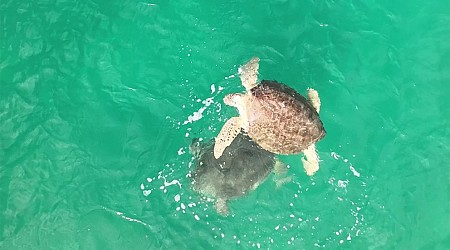 WATCH: Sea turtles interact in rare sighting off the coast of Florida