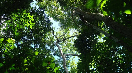 Tropical forests adjust strategies to thrive even when soils are nutrient poor, large field experiment shows