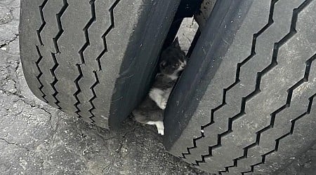 Trapped kitten rescued from in between semi truck tires