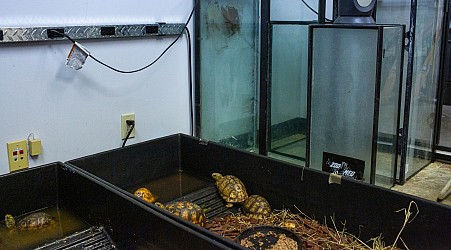 Box turtles. Coral. These illegally trafficked animals still need a good home