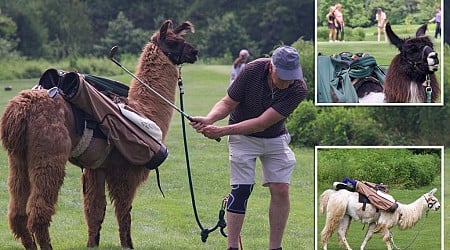 Llamas make the perfect golf caddies