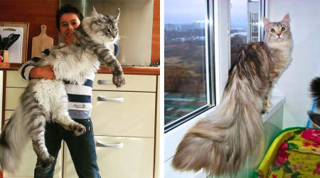 A Feline Floof Fest of Furbulous and Fuzzy Maine Coon Cuties Featuring Fluffiness of Epic Purrportions