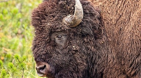 Greenville woman seriously injured by bison in Yellowstone National Park