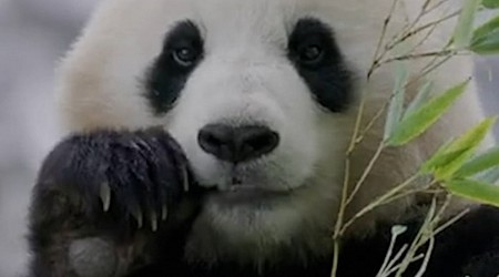WATCH: Adorable new pandas arriving at the National Zoo from China