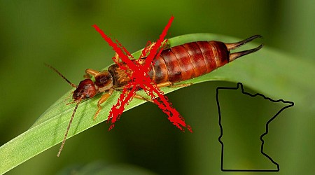 Easy Way to Get Rid of Those Gross Earwigs in Your Garden in MN