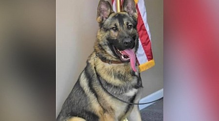 K-9 officer dies after being left in hot car, department says