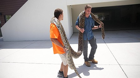 These five Burmese pythons found in Florida are in the record books for longest captured