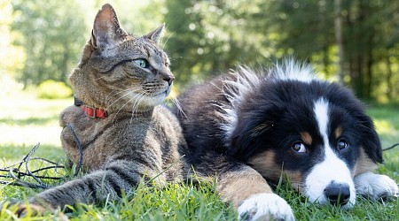 Hay una clínica en Marbella que clona mascotas: 55.000 euros por un perro, 50.000 por un gato