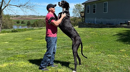 World's Tallest Dog Dies Shortly After Guinness Record