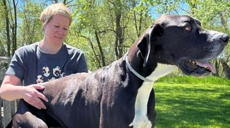 Kevin, world's tallest dog who stood at 7 feet dies just days after getting record