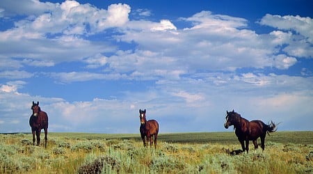 Utah and Wyoming Sue BLM Over Conservation Rule