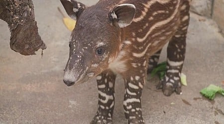 San Diego Zoo celebrates birth of endangered Baird's tapir