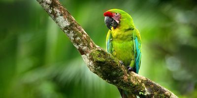 Travelzoo - Costa Rica Vacation Package - 10-Nights + Flights $1598