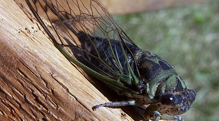 A rare blue-eyed cicada was found in Niles, Illinois: Thousands more could exist, professor says