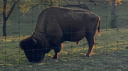 Bison of Trexler Nature Preserve in Schnecksville, Pennsylvania