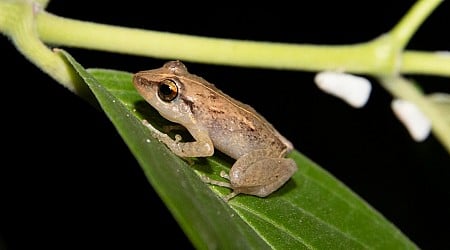 The frogs of Puerto Rico have a warning for us