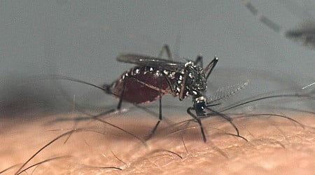 U.S. officials warn doctors about dengue amid global surge