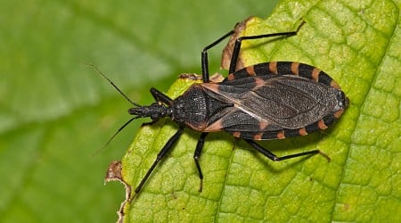Delaware Warning Over Deadly Disease-Carrying Bugs: 'Wake-Up Call'