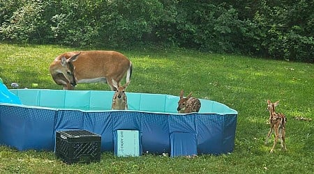 'Mom, our deer are famous': Stow woman's photos of baby deer playing in pool goes viral