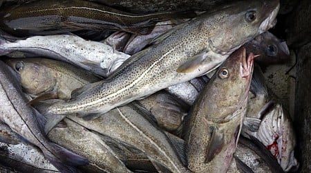 Canada Ends Moratorium on Cod After 32 Years