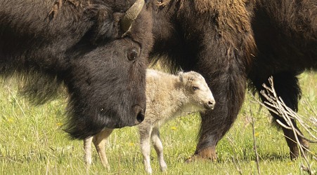 Tribes honor the birth of rare white buffalo and reveal its name: Wakan Gli
