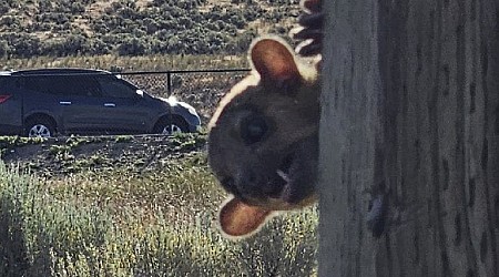 Rainforest animal called a kinkajou rescued from dusty highway rest stop in Washington state