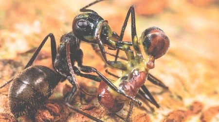 These Ants Protect the Colony by Blowing Themselves Up