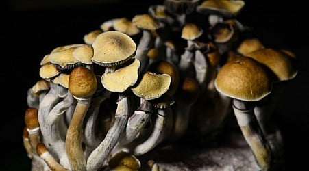 Tripping or microdosing, mushrooms use is on the rise in U.S.