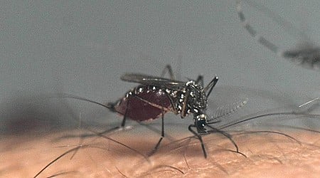 Dengue : 500 cas importés en France métropolitaine depuis le 1er mai