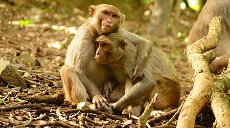 „Der Wirbelsturm hat die Spielregeln in der Gesellschaft der Affen verändert“