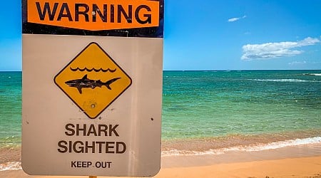 Lifeguard Dies After Being Attacked by Shark While Surfing in Hawaii