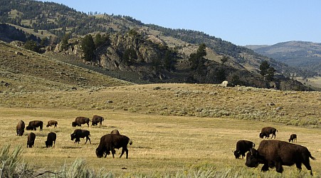 An 83-year-old woman is injured after being gored by a bison at Yellowstone park