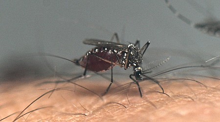 Mosquitoes With West Nile Virus Surround Las Vegas in Record Numbers